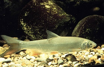 Nase (Chondrostoma nasus)