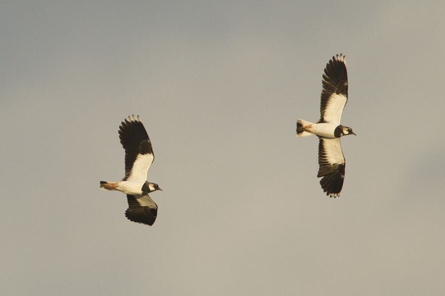 Foto von zwei fliegenden Kiebitzen