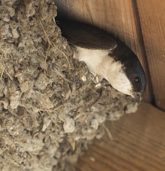 Foto einer Mehlschwalbe, die am Rand ihres Nestes sitzt