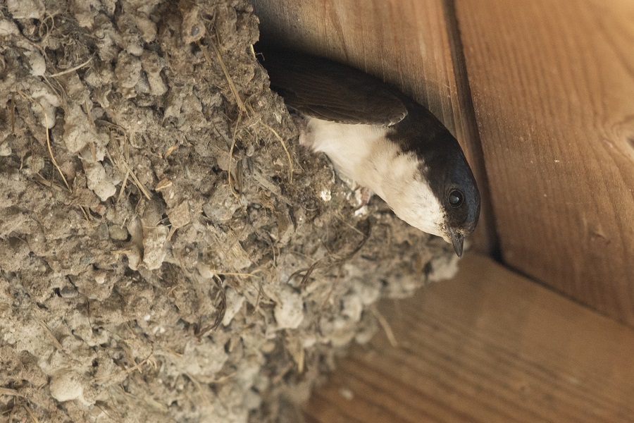 Foto einer Mehlschwalbe, die am Rand ihres Nestes sitzt