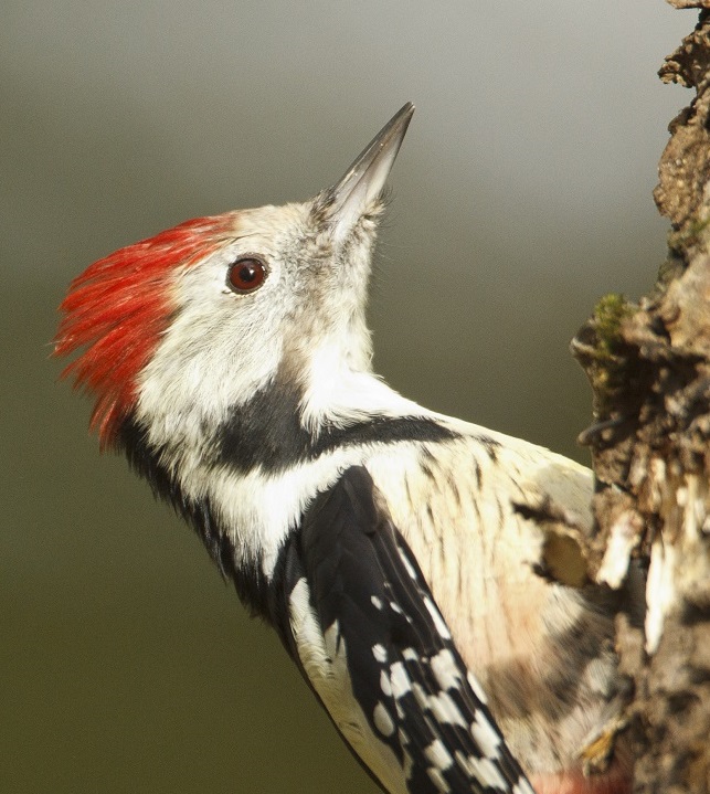 Mittelspecht (Leiopicus medius)