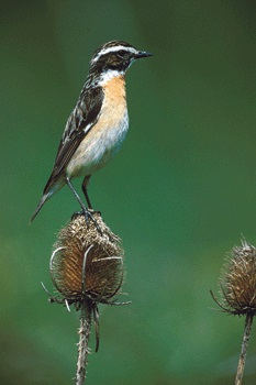 Braunkehlchen