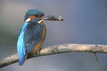 Eisvogel mit Fisch