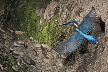 Eisvogel im Flug