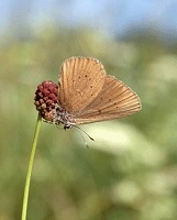 Dunkler Wiesenknopf-Ameisenbläuling