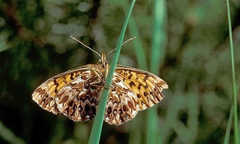 Natterwurz-Perlmutterfalter