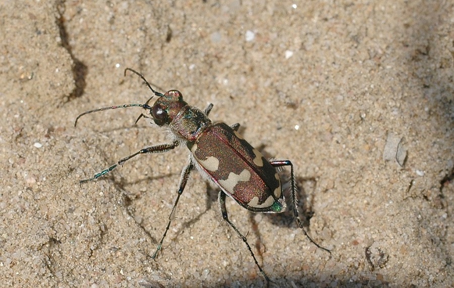 Brauner Sandlaufkäfer