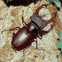 HIrschkäfer (Lucanus cervus)