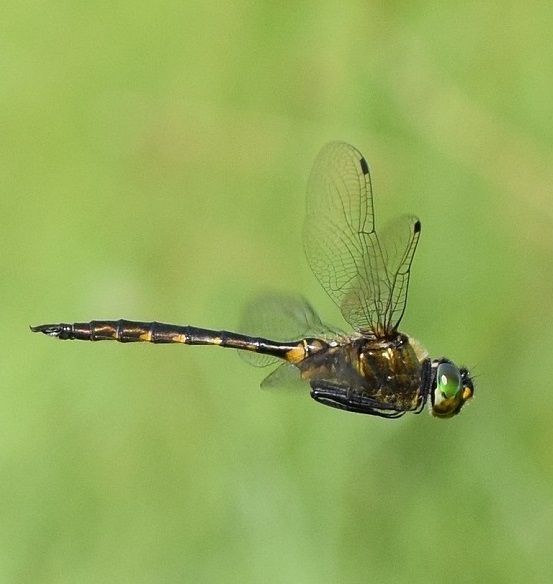 gefleckte Smaragdlibelle (Somatochlora flavomaculata)