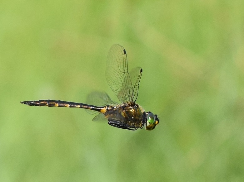 Gefleckte Smaragdlibelle im Flug