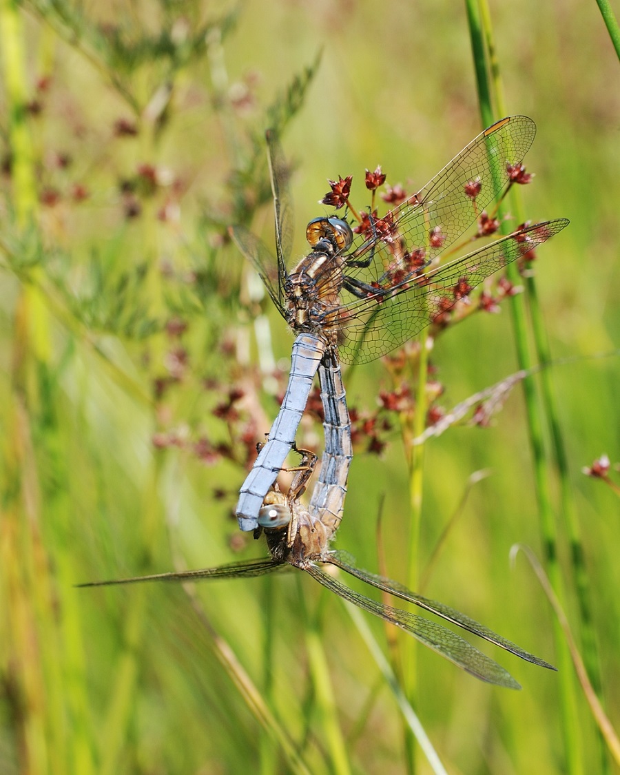 Kleiner Blaupfeil, Männchen und Weibchen im Paarungsrad