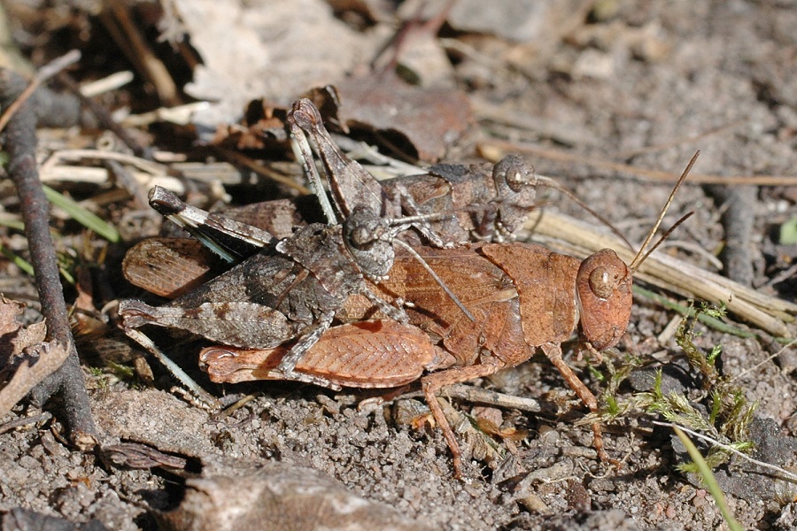 Blauflügelige Ödlandschrecke