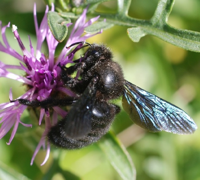 Schwarze Holzbiene (Xylocopa violacea)