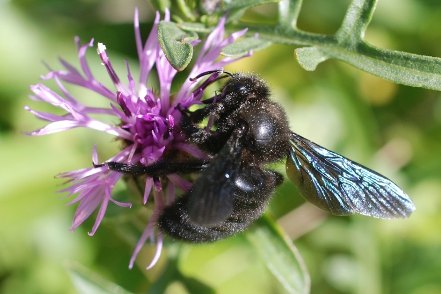 Foto einer Blauschwarzen Holzbiene