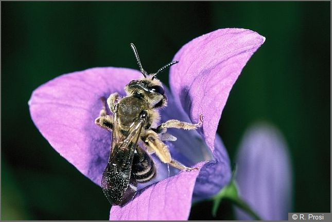 Foto einer Grauschuppigen Sandbiene an einer Blüte