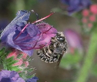 Foto einer Natternkopf-Mauerbiene an einer Natternkopf-Blüte