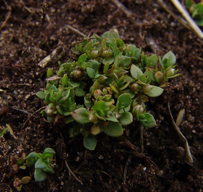 Kleinling, Anagallis minima