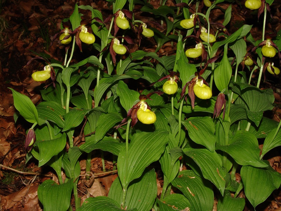 Frauenschuh