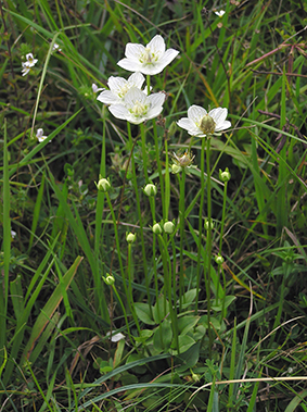 Foto von Blüten des Herzblattes