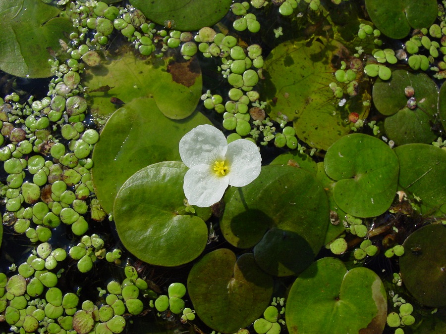 Foto einer Blüte und mehrerer Blätter des Froschbiss, die auf Wasser treiben