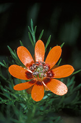 Foto der Blüte des Sommer-Adonisröschen