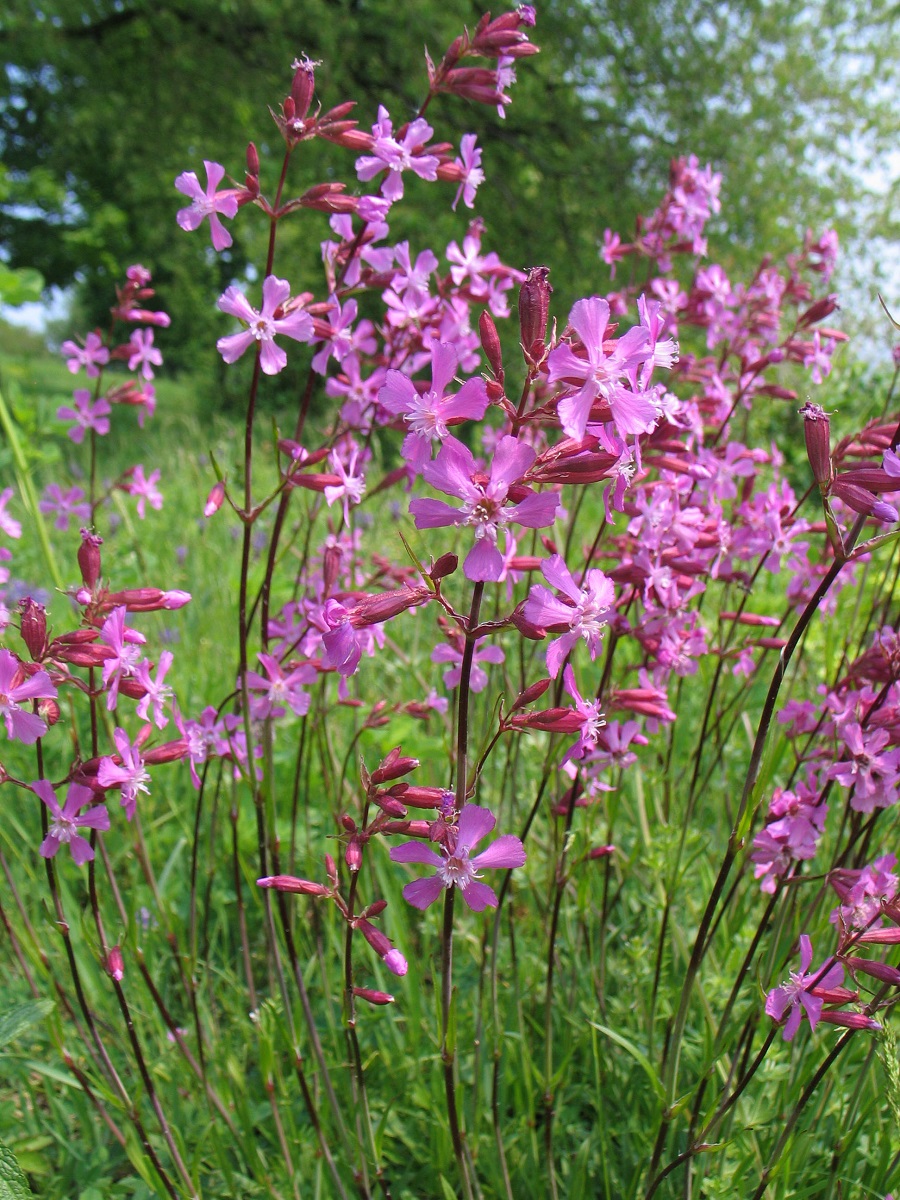 Gewöhnliche Pechnelke (Lychnis viscara)