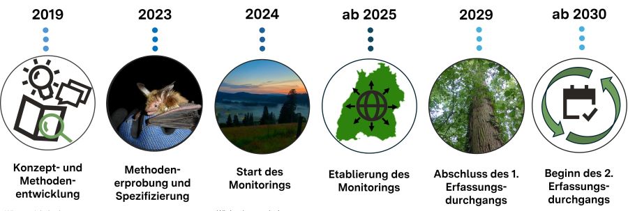 2019 Konzept- und Methodenentwicklung: Wir entwickeln das Stichprobendesign, Auswahl der Zielarten, Identifizierung der Untersuchungsflächen, Herleitung der Methode. 2023 Methodenerprobung und Spezifizierung: Unsere Methoden werden auf den ersten drei Untersuchungsflächen im Feld erprobt, überprüft und weiterentwickelt, um aussagekräftige Daten zu erhalten. 2024 Start des Monitorings: Wir beginnen mit den systematischen Erfassungen nach der standardisierten Methode. Die Daten werden auf sechs weiteren Untersuchungsflächen gesammelt. 2025 Etablierung des Monitorings: Das Monitoring wird auf 16 Untersuchungsflächen durchgeführt. So erhalten wir einen landesweiten Überblick zu den Fledermausvorkommen. 2029 Abschluss des 1. Erfassungsdurchgangs: Die erste Erfassung auf allen 88 Untersuchungsflächen ist abgeschlossen. Die Ergebnisse bilden eine erste landesweite Wissens- und Datengrundlage zum Artenschutz. 2019 Konzept- und Methodenentwicklung: Wir entwickeln das Stichprobendesign, Auswahl der Zielarten, Identifizierung der Untersuchungsflächen, Herleitung der Methode. 2023 Methodenerprobung und Spezifizierung: Unsere Methoden werden auf den ersten drei Untersuchungsflächen im Feld erprobt, überprüft und weiterentwickelt, um aussagekräftige Daten zu erhalten. 2024 Start des Monitorings: Wir beginnen mit den systematischen Erfassungen nach der standardisierten Methode. Die Daten werden auf sechs weiteren Untersuchungsflächen gesammelt. 2025 Etablierung des Monitorings: Das Monitoring wird auf 16 Untersuchungsflächen durchgeführt. So erhalten wir einen landesweiten Überblick zu den Fledermausvorkommen. 2029 Abschluss des 1. Erfassungsdurchgangs: Die erste Erfassung auf allen 88 Untersuchungsflächen ist abgeschlossen. Die Ergebnisse bilden eine erste landesweite Wissens- und Datengrundlage zum Artenschutz.