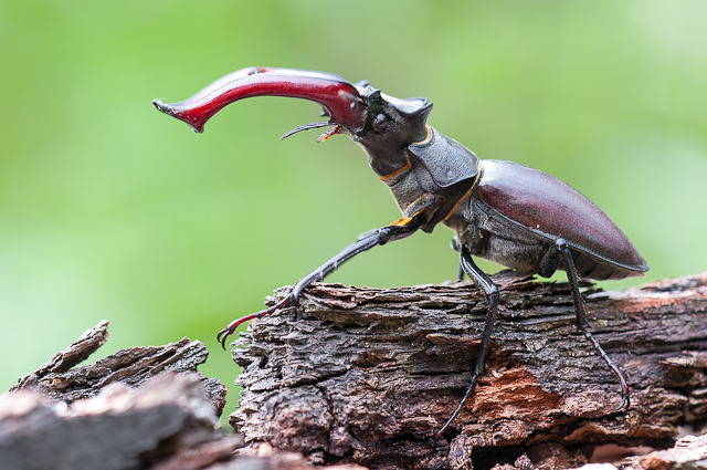 Das imposante „Geweih“ des Hirschkäfer-Männchens ist eigentlich der extrem vergrößerte Oberkiefer des Käfers. Quelle: LUBW, Torsten Bittner.