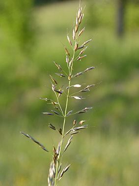 Der Glatthafer ist die charakteristische Grasart der artenreichen Mähwiesen im Flach- und Hügelland. (Bild: Carsten Wagner).