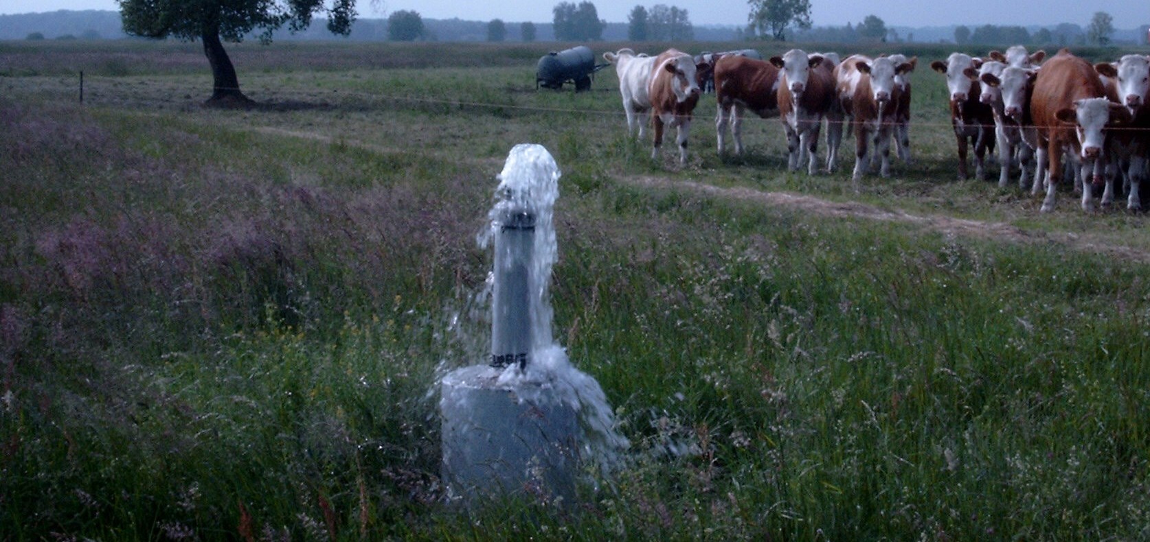 Artesicher Brunnen auf einer Weide mit neugierigen Kühen