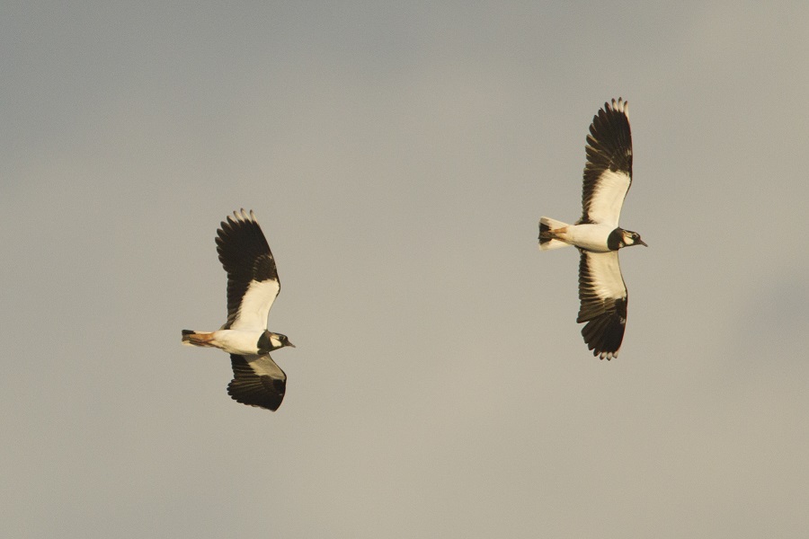 Zwei Kiebitze im Flug