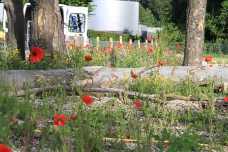 Umgestaltete Freifläche: Blühende Wildblumen mit Todholz und Schotterflächen