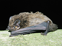 Bild einer Fledermaus, Art Nyctalus leisleri