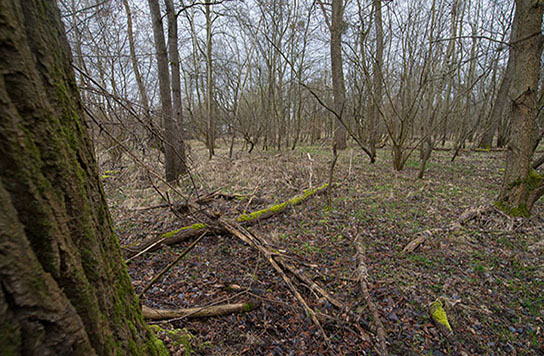 Scharlachkäfer Lebensraum (Bild: T. Bittner)