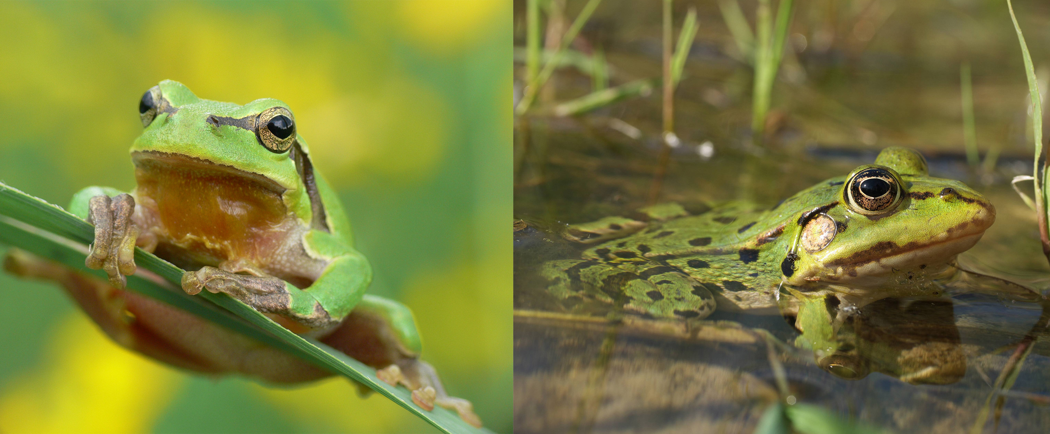 Laubfrosch und Grünfrosch