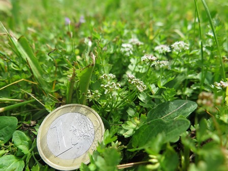 Apium repens Größenvergleich (Bild: J. Dümas)