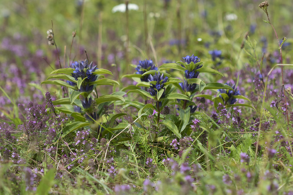 Blau blühender Kreuzenzian inmitten eines violetten Thymian-Teppichs von der Wacholderheide am Killberg bei Wildberg-Gültlingen.