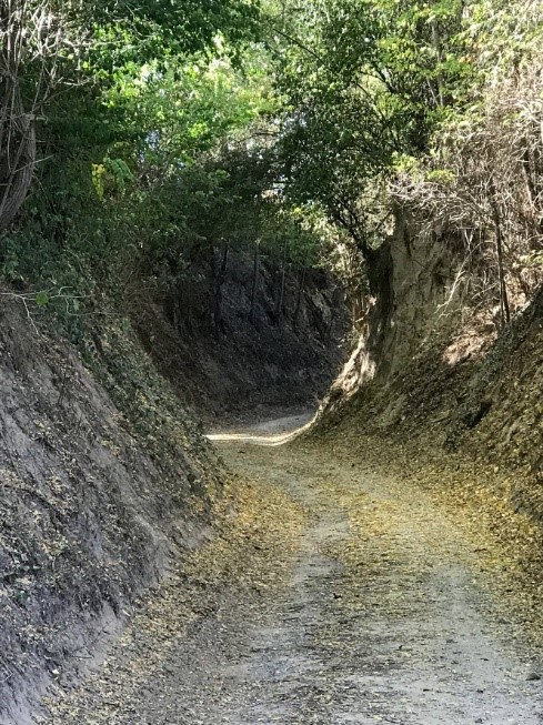 Hohlweg im Löss