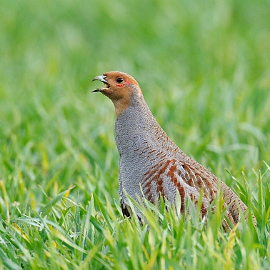 Rebhuhn auf einer Wiese