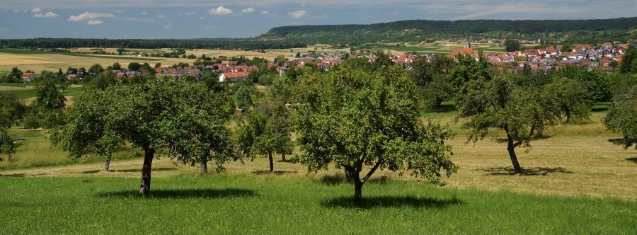 Streuobstwiese bei Entringen mit Blick auf den Keuperstufenrand (K. Schmieder)