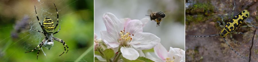 Von Links nach Rechts: Wespenspinne im Netz (SteveMC/stock.adobe.com), Honigbiene im Anflug (W. Grönitz), Leiterbock (T. Bittner)