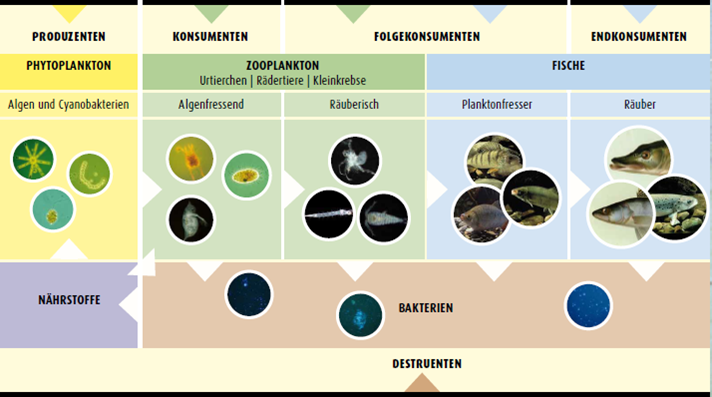 Die Grafik zeigt das Nahrungsnetz im Bodensee: Phytoplankton als Produzenten, Zooplankton als Konsumenten bzw. Folgekonsumenten und Fische als Folgekonsumenten bzw. Endkonsumenten.