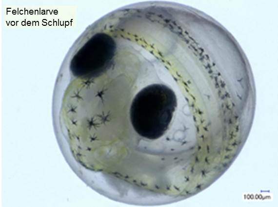 Die mikroskopische Aufnahme zeigt eine Felchenlarve vor dem Schlüpfen. Es sind bereits die Augen und weitere Muster erkennbar.