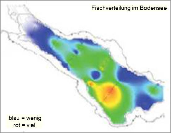 Die Grafik zeigt die Fischverteilung im Bodensee. Im blauen Bereich gibt es wenige, im roten viele Fische. Die überwiegende Farbe ist grün, welche auf eine mäßige Fischverteilung hinweist.