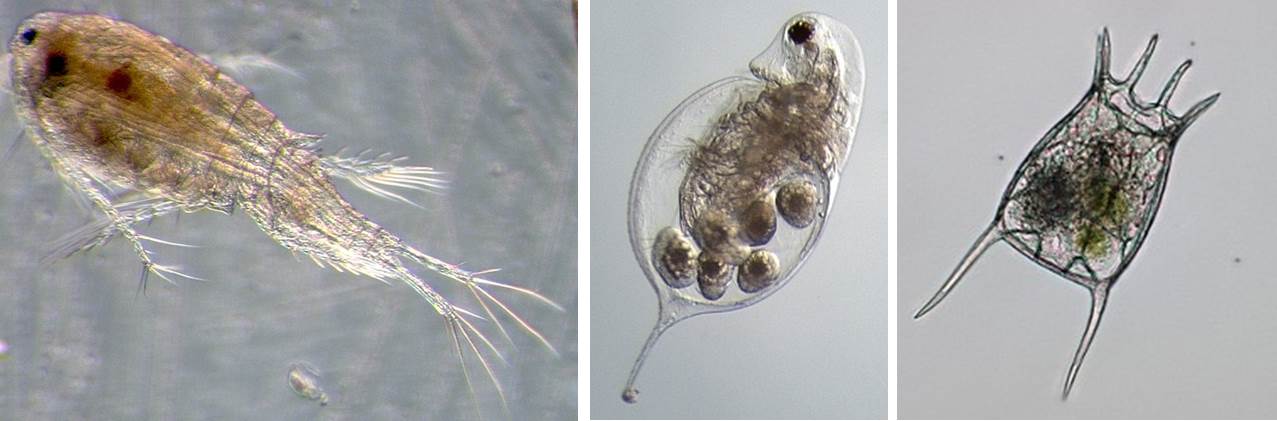 Mikroskopische Aufnahmen dreier Zooplanktonvertreter in ihrer faszinierenden Einzigartigkeit in Form und Farbe
