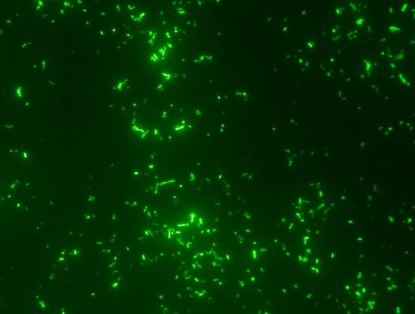 Mikroskopische Aufnahme von Bakterienplankton, das nach Anfärbung mit Fluoreszenzfarbstoff leuchtend grün sichtbar wird.