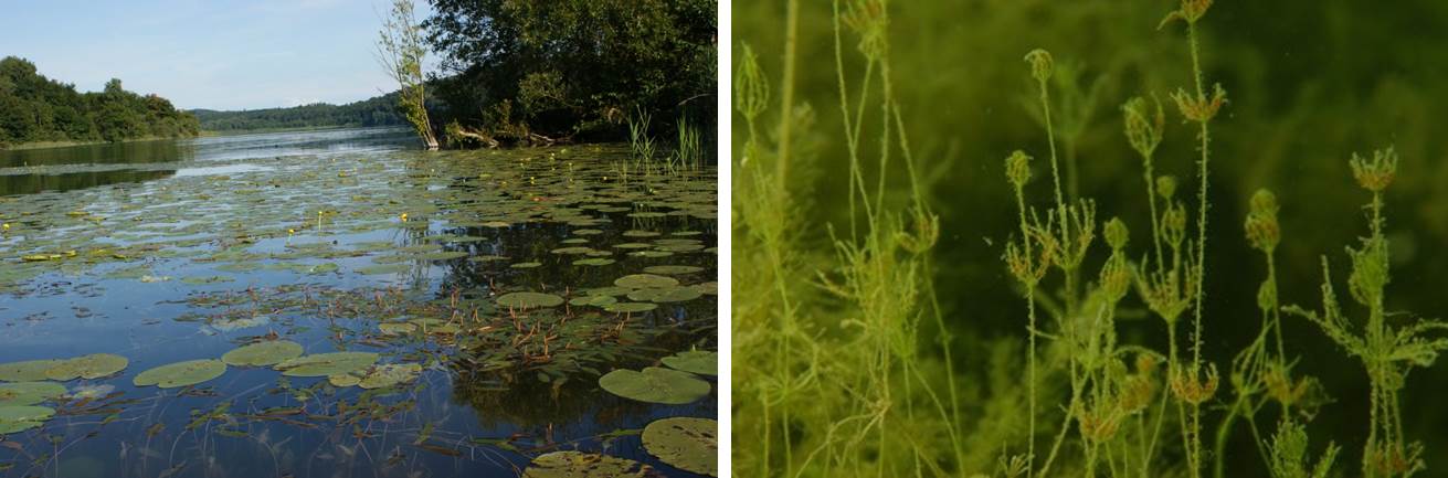 Die linke Fotografie zeigt den Mindelsee, der mit Wasserpflanzen bedeckt ist. Die rechte Fotografie zeigt zahlreiche Armleuchteralgen unter Wasser.