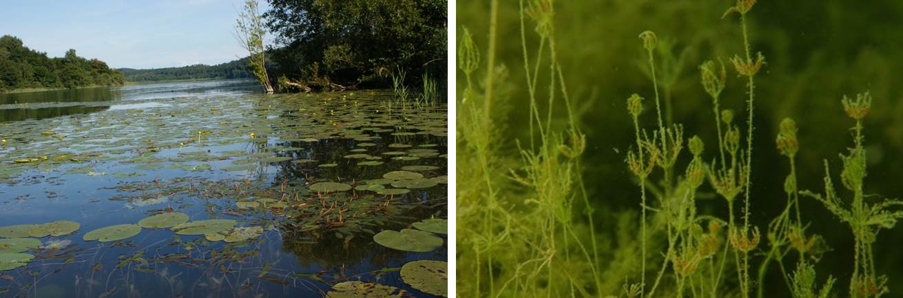 2 Fotos: Ein mit Teichrosen bedeckter Waldsee und eine Unterwasseraufnahme von krautähnlichen Algen.