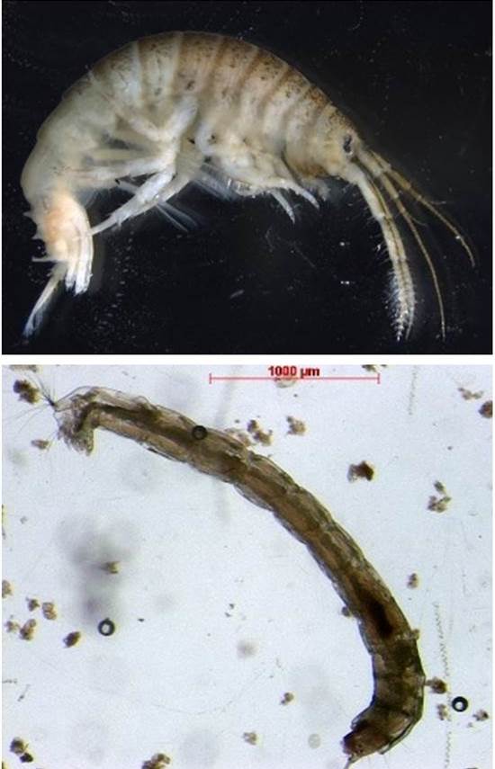 Mikroskopische Aufnahme eines Flohkrebs und einer Zuckmückenlarve 