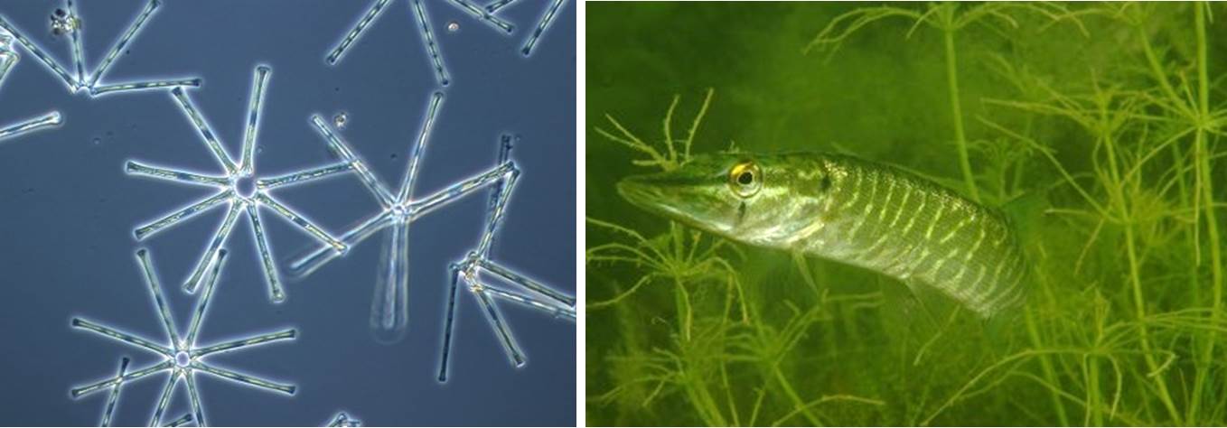 Es sind zwei Fotografien zu sehen: links auf blauem Hintergrund sternförmige Kieselalgen, rechts ein Hecht zwischen grünen Wasserpflanzen